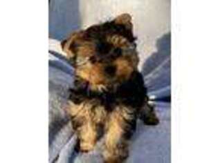 Yorkshire Terrier Puppy for sale in Big Lake, MN, USA