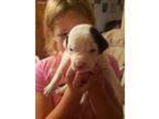American Bulldog Puppy for sale in Huber Heights, OH, USA