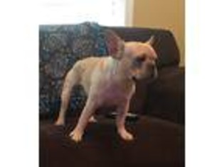 French Bulldog Puppy for sale in Soperton, GA, USA