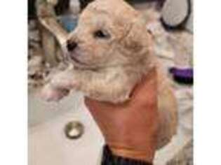 Mutt Puppy for sale in Cape Coral, FL, USA