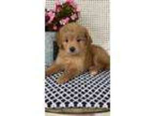 Goldendoodle Puppy for sale in Topeka, IN, USA