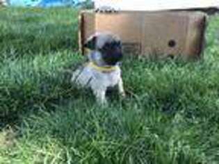 Pug Puppy for sale in Dayton, VA, USA