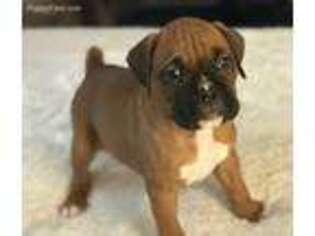 Boxer Puppy for sale in Appleton, WI, USA