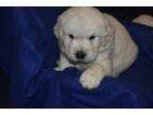 Mutt Puppy for sale in Winder, GA, USA