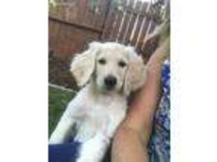 Goldendoodle Puppy for sale in Medford, OR, USA