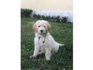 Goldendoodle Puppy for sale in Ponte Vedra Beach, FL, USA