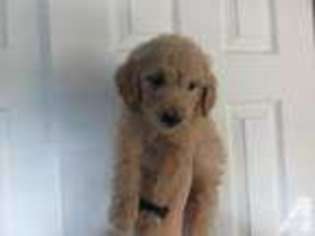 Goldendoodle Puppy for sale in SEVEN MILE, OH, USA