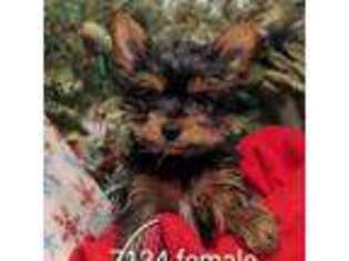 Yorkshire Terrier Puppy for sale in Dekalb, IL, USA