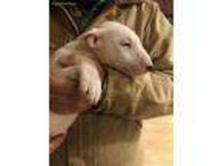 Bull Terrier Puppy for sale in Richland, OR, USA