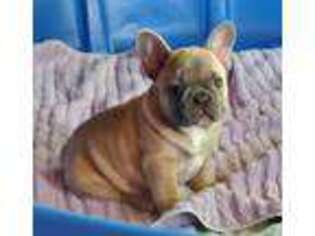 French Bulldog Puppy for sale in Palmyra, MO, USA