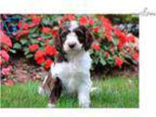 Springerdoodle Puppy for sale in Lancaster, PA, USA
