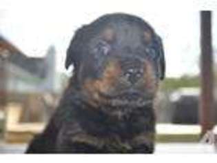 Rottweiler Puppy for sale in CASSELBERRY, FL, USA