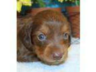 Dachshund Puppy for sale in Rising Sun, IN, USA
