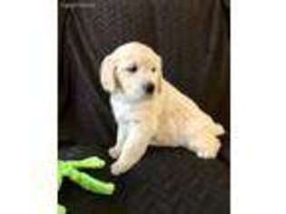 Mutt Puppy for sale in Hawkeye, IA, USA