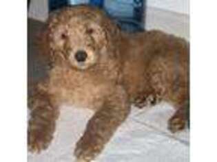 Goldendoodle Puppy for sale in Hawthorne, CA, USA