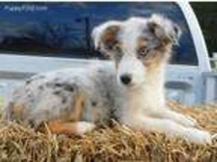 Australian Shepherd Puppy for sale in Thayer, MO, USA