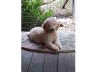 Mutt Puppy for sale in Bell, FL, USA