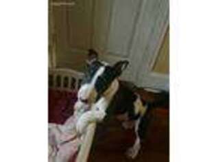 Bull Terrier Puppy for sale in Chicago, IL, USA