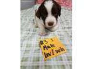 English Springer Spaniel Puppy for sale in Mc Alisterville, PA, USA