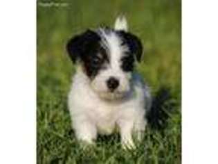 Jack Russell Terrier Puppy for sale in Coldspring, TX, USA