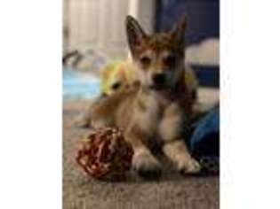 Shiba Inu Puppy for sale in Parker, CO, USA