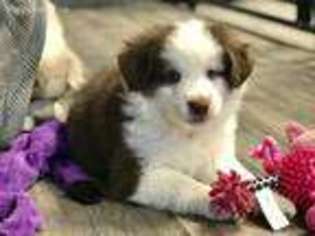 Miniature Australian Shepherd Puppy for sale in Herington, KS, USA