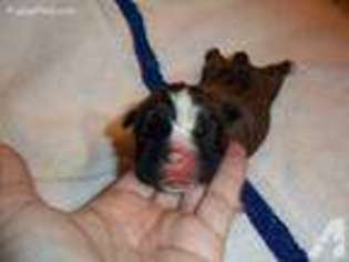 Miniature Bulldog Puppy for sale in GATLINBURG, TN, USA