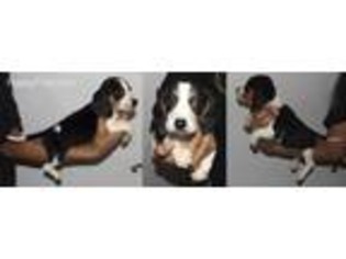 Medium Photo #1 Beagle Puppy For Sale in Morgan Hill, CA, USA