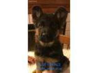 German Shepherd Dog Puppy for sale in Owensboro, KY, USA