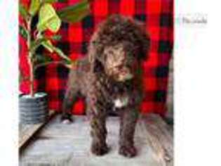 Portuguese Water Dog Puppy for sale in Canton, OH, USA