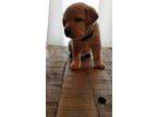 Labrador Retriever Puppy for sale in Cave Junction, OR, USA