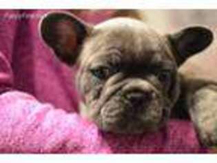 French Bulldog Puppy for sale in Germantown, OH, USA