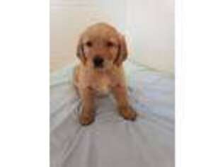 Golden Retriever Puppy for sale in New Bern, NC, USA