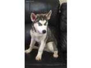 Siberian Husky Puppy for sale in Calumet City, IL, USA