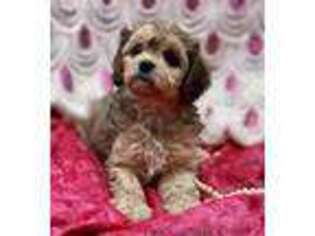 Cavachon Puppy for sale in Cambridge, MN, USA