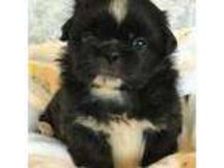 Pekingese Puppy for sale in Naples, FL, USA