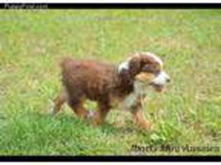 Miniature Australian Shepherd Puppy for sale in Shawnee, OK, USA