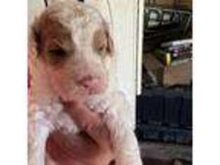 Labradoodle Puppy for sale in Kingston, OK, USA