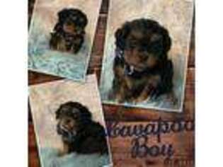 Cavapoo Puppy for sale in Dale, IN, USA