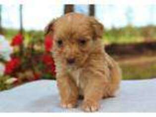 Mutt Puppy for sale in Weir, MS, USA