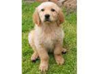 Golden Retriever Puppy for sale in Rockwall, TX, USA