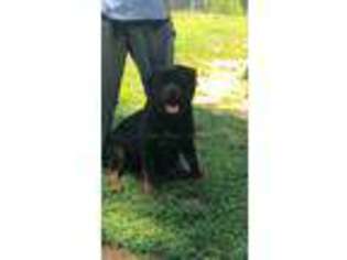 Rottweiler Puppy for sale in Charlotte, NC, USA