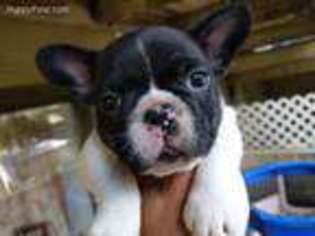 French Bulldog Puppy for sale in Duvall, WA, USA