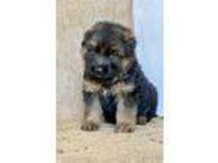 German Shepherd Dog Puppy for sale in Wautoma, WI, USA