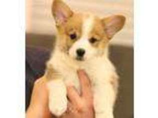 Pembroke Welsh Corgi Puppy for sale in Springtown, TX, USA