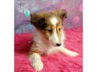 Shetland Sheepdog Puppy for sale in Canton, OH, USA