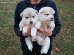 Siberian Husky Puppy for sale in Doylestown, OH, USA