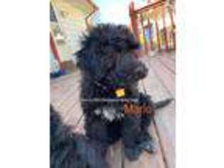 Portuguese Water Dog Puppy for sale in Des Moines, IA, USA