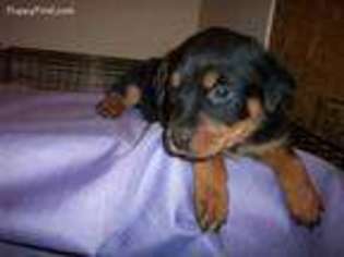 Rottweiler Puppy for sale in Salina, KS, USA