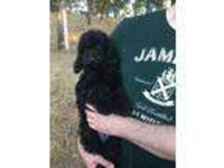 Labradoodle Puppy for sale in Oroville, CA, USA